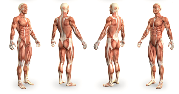 Kurs Online Anatomia Ciała